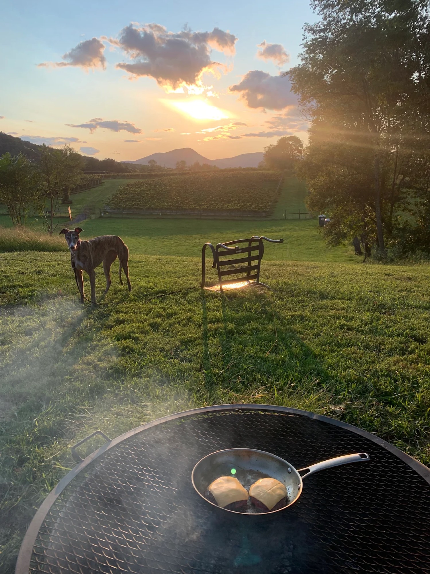 A dog and a chair beside a fire ring with a cast-iron pan cooking breakfast, golden-hour vineyard and mountains in the background