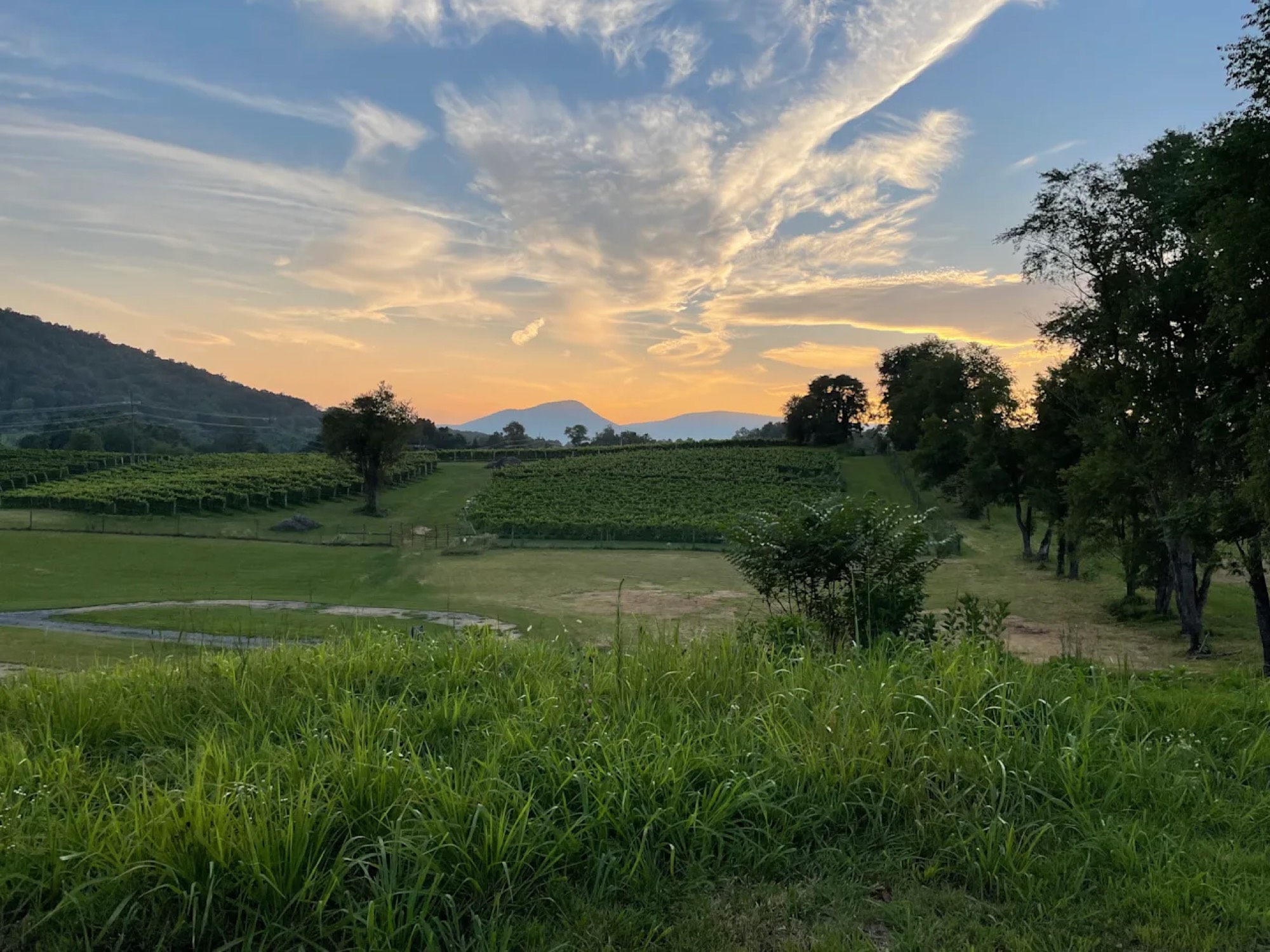 Vineyard rows sloping toward the Blue Ridge silhouette under a streaked golden-hour sky