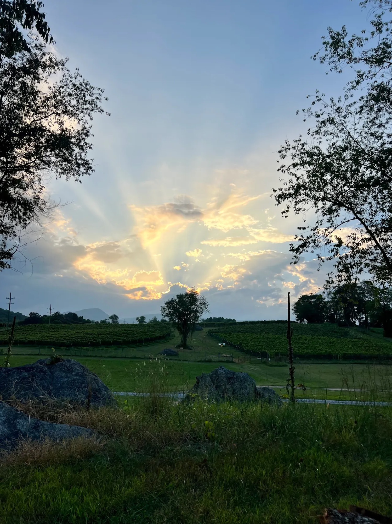 Sun rays bursting through clouds over a lone tree silhouetted in the vineyard at golden hour