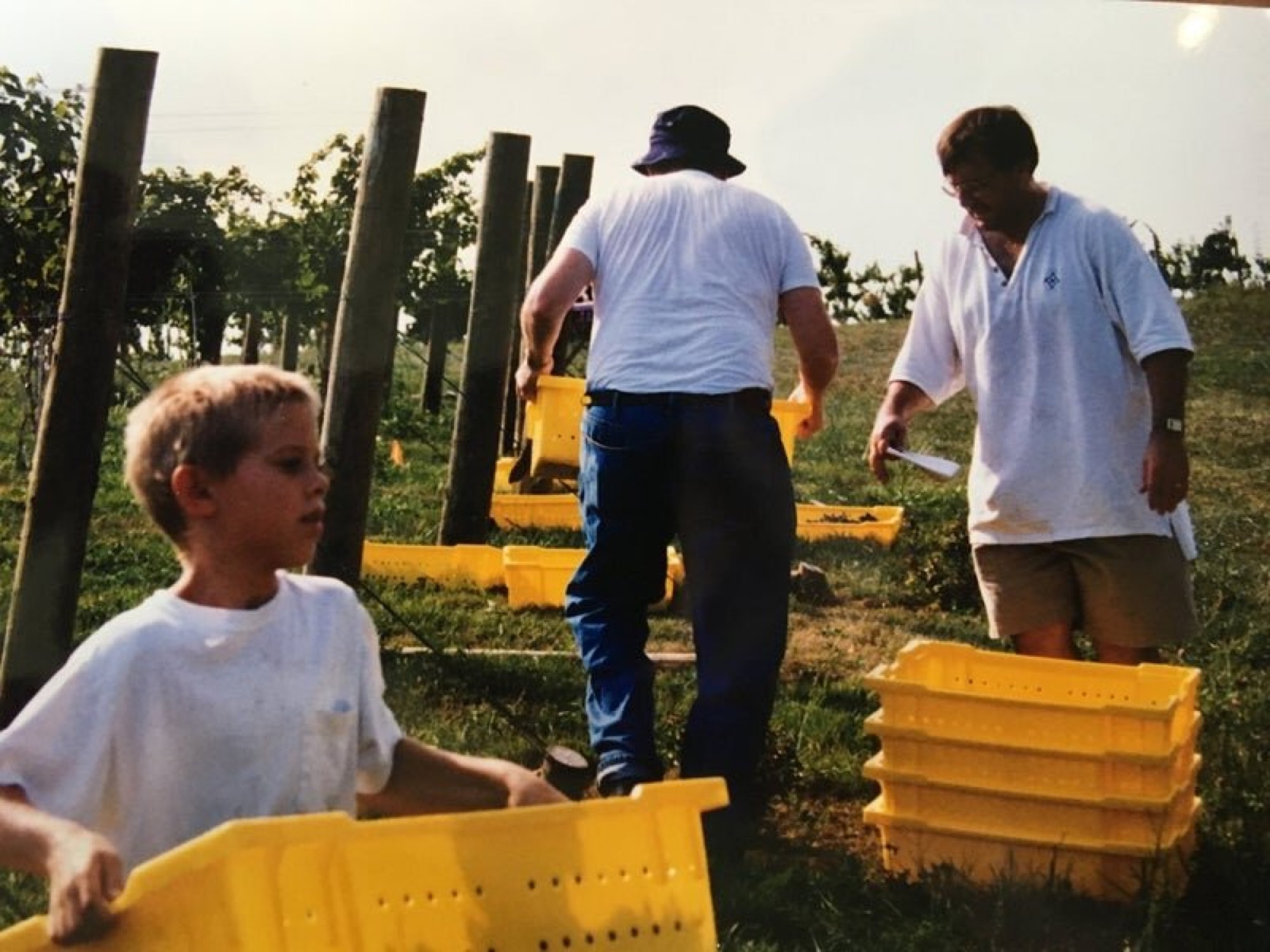 A young boy among harvest workers carrying yellow grape crates between vine rows